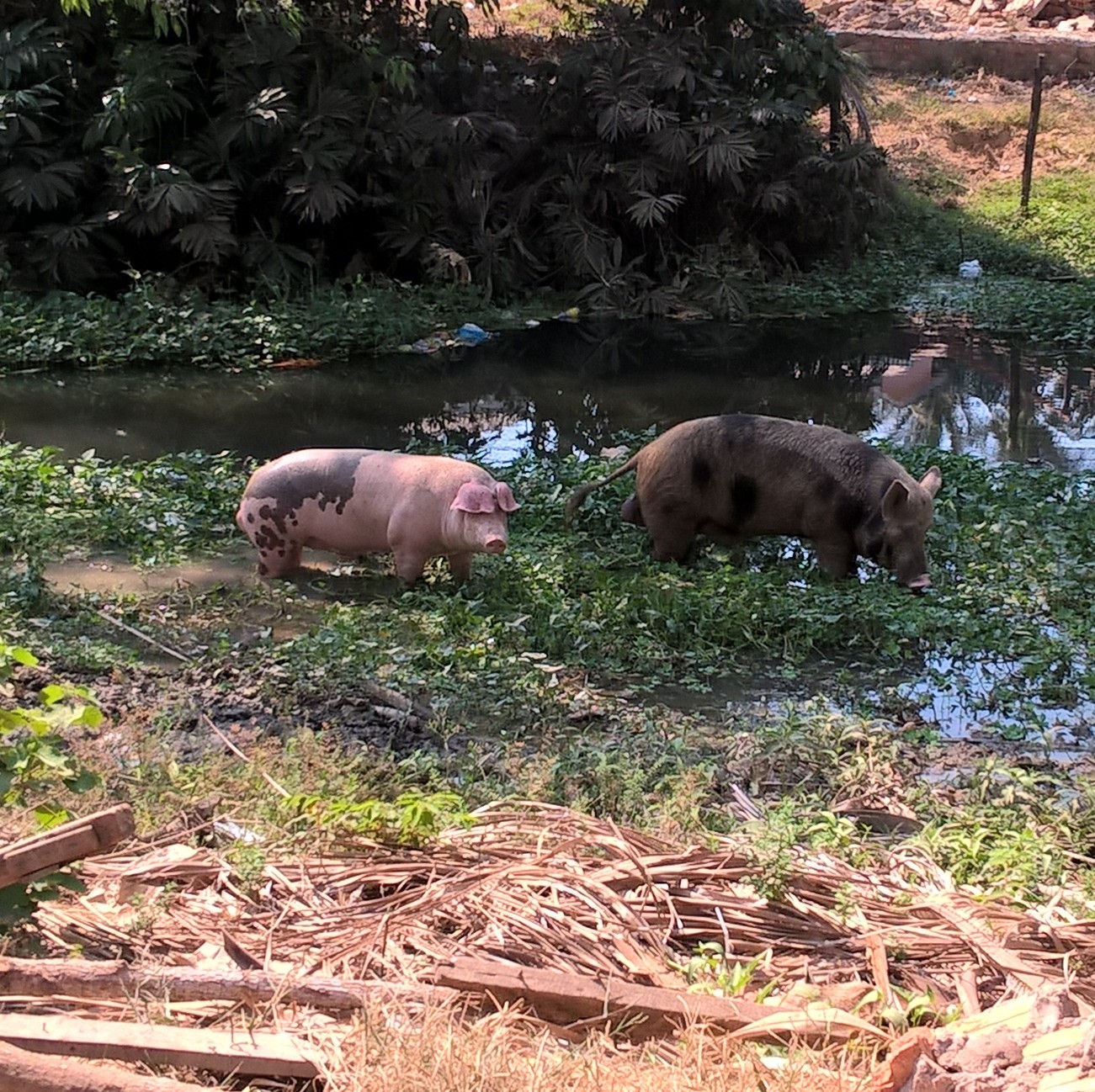 WP_20160317_14_53_30_Pro